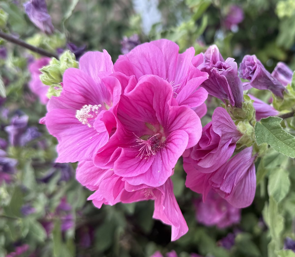 As temperatures cool down and sleep gets a bit easier, the garden is in full bloom but grateful for the yesterday’s rain showers. Love this Lavatera, and it’s perfect for #MagentaMonday. Have a lovely day everyone! 🩷💜♥️ #mygarden #GardeningX