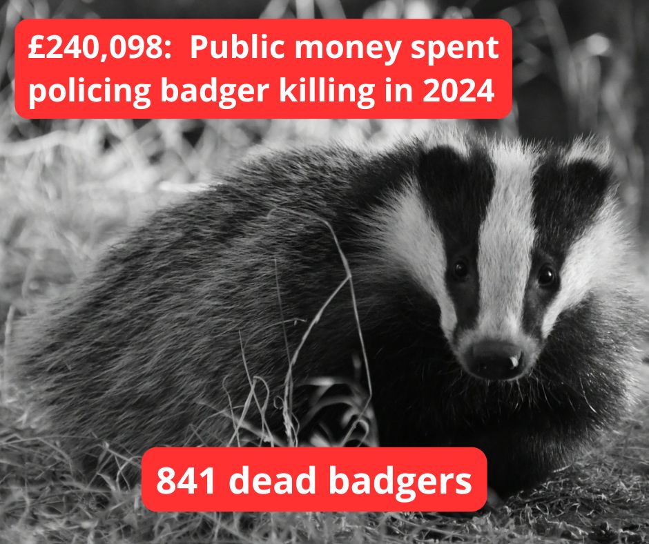 £240,098 of Public money spent to police the  killing of Badgers in Northamptonshire last year. 
🦡 Shot in the dark.
🚓 Protected by police.
💸 Paid for by you.
This is cruelty funded by taxpayers.
End the cull. Invest in science, not violence.
#EndTheCull #ProtectWildlife