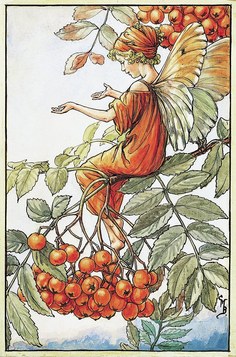 In Scots dialects, 'rantry' and 'rodin' is rowan

"with a rowan tree well fenced about, we're safe from every evil"

plant a rowan to ward off witches and other evil influence, and provide a home for faeries

#mythologymonday #Scotland 
art: Cicely Mary Barker