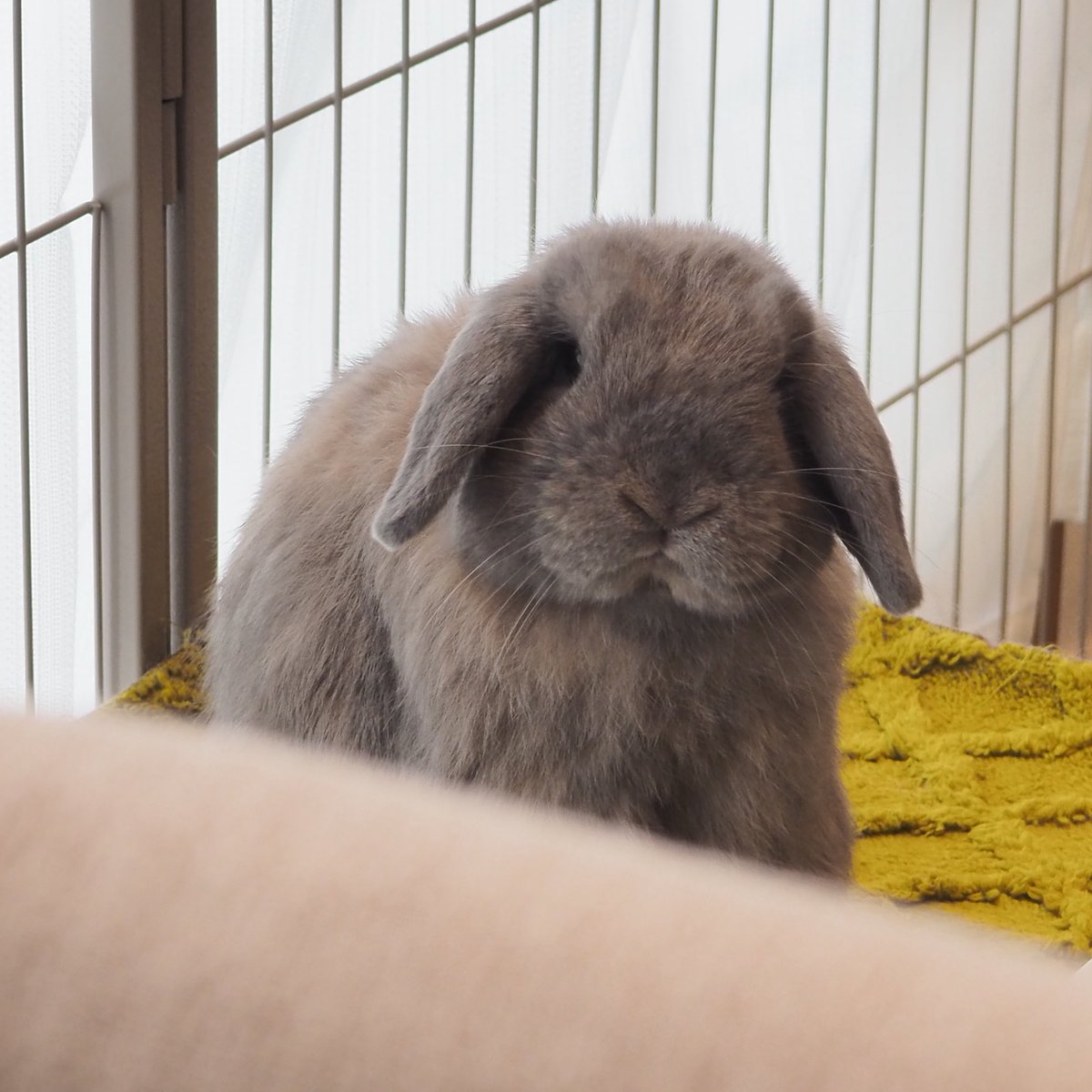 やっぱりすごく見てるwww
気のせいじゃないwww

「何か食べてますよねぇ？
ぼく食べてないですよねぇ？
つまり、分かりますよねぇ？？」🐰
