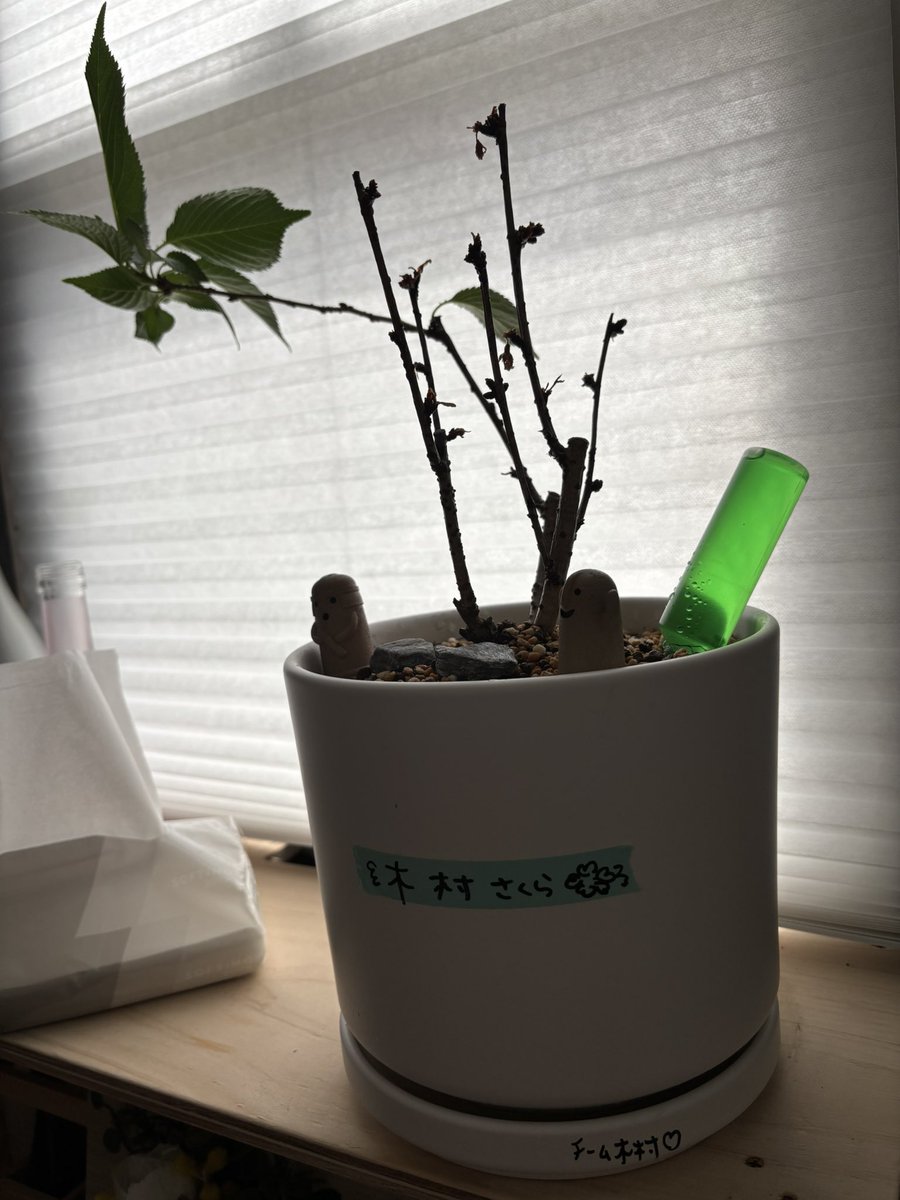 hulk_k's tweet photo. 一年経ってひと枝だけ生き残っている。
今年は桜咲かなかったので、来年に期待だな。
ちょっと狭そうだったので、鉢植えをひと回り大きくして、土を替えました。

生きて！ https://t.co/BMQmybO4JS