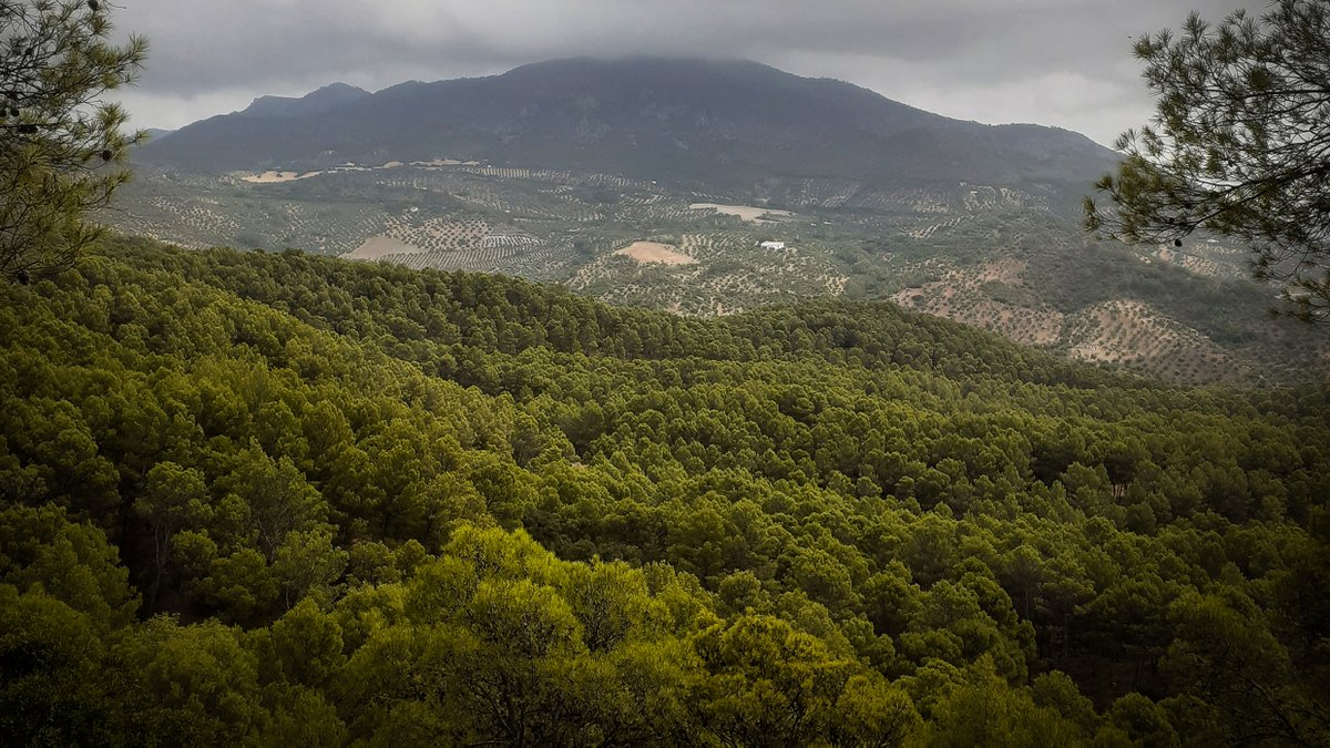 Adjunto sendos enlaces de licitación de biomasa y madera en la provincia de Córdoba, para su difusión. Muchas gracias.
ceh.junta-andalucia.es/haciendayadmin…