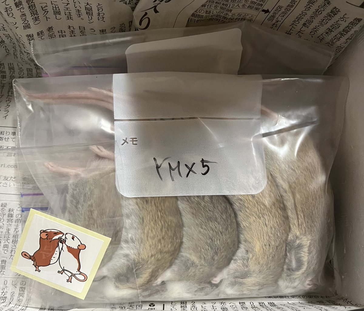 冷凍ヤワゲネズミ 約63～100g10匹 約40～55g20匹 合計30匹 冷凍ヤワゲ