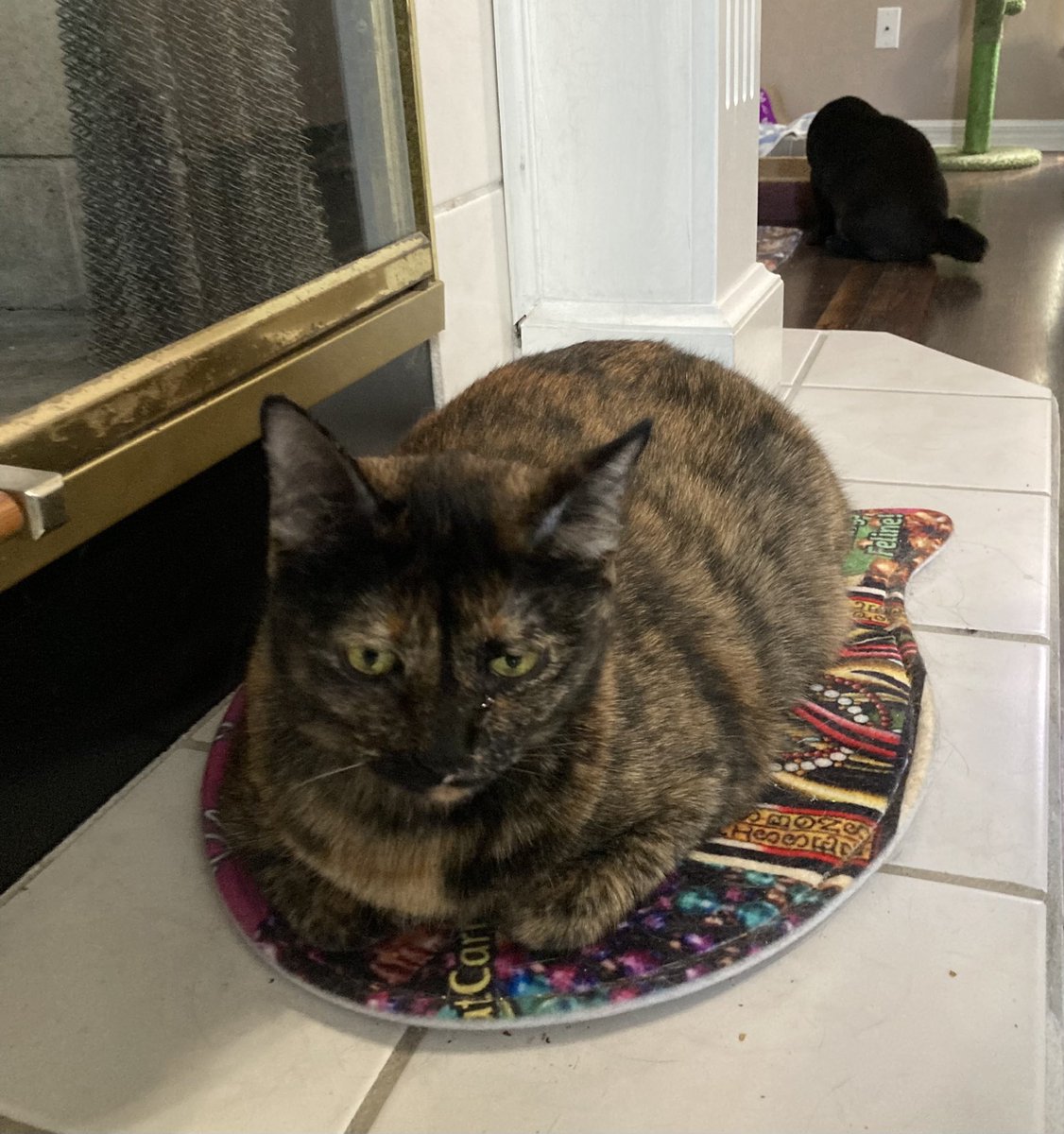 Happy #kittyloafmonday my friends!  Minerva is representing with yours truly in the background. 😹🐈‍⬛
We are headed to bed so please forgive us if we don’t reply in a timely fashion. But we love you all so much!!