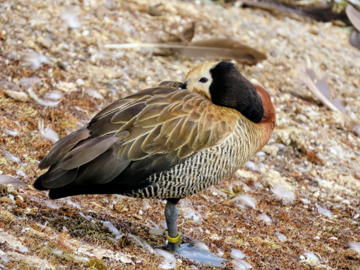 For #MallardMonday 🦆 last outing for the White faced whistling duck that has been on a visit to Abberton Reservoir 🤗