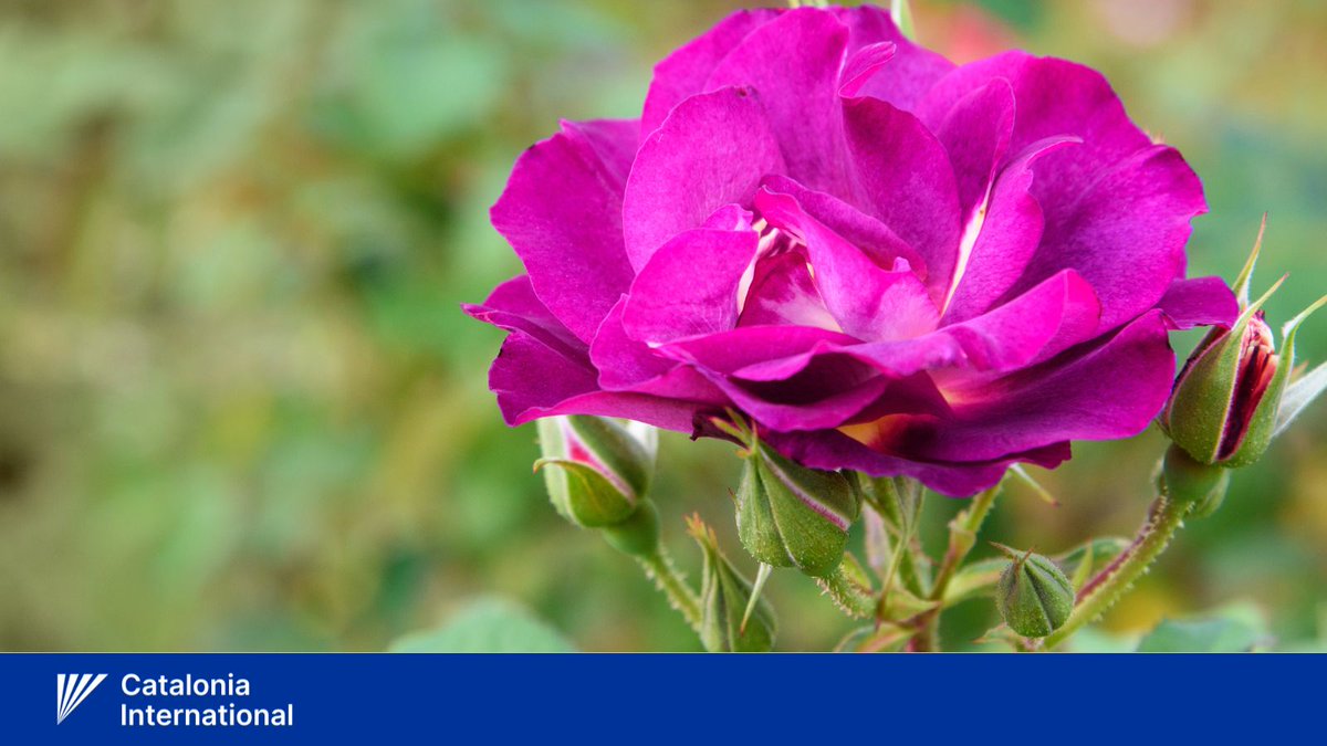 🇱🇺Nous souhaitons une bonne fête nationale à tous les Luxembourgeois en Catalogne et partout dans le monde!

Wir wünschen allen Luxemburgern in Katalonien und dem Rest der Welt einen schönen Nationalfeiertag.

Mir wënschen iech all e schéinen #NationalFeierdag!

#Luxembourg