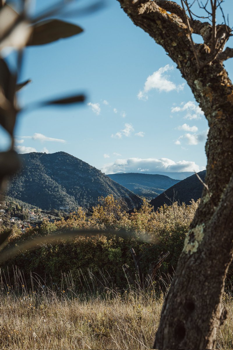 L'olivier : un art de vivre qui façonne les paysages... 🌳 

Et quelle beauté ! 💚

#aopnyons #baronnies #provence #oliviers #drômeprovencale #nyons