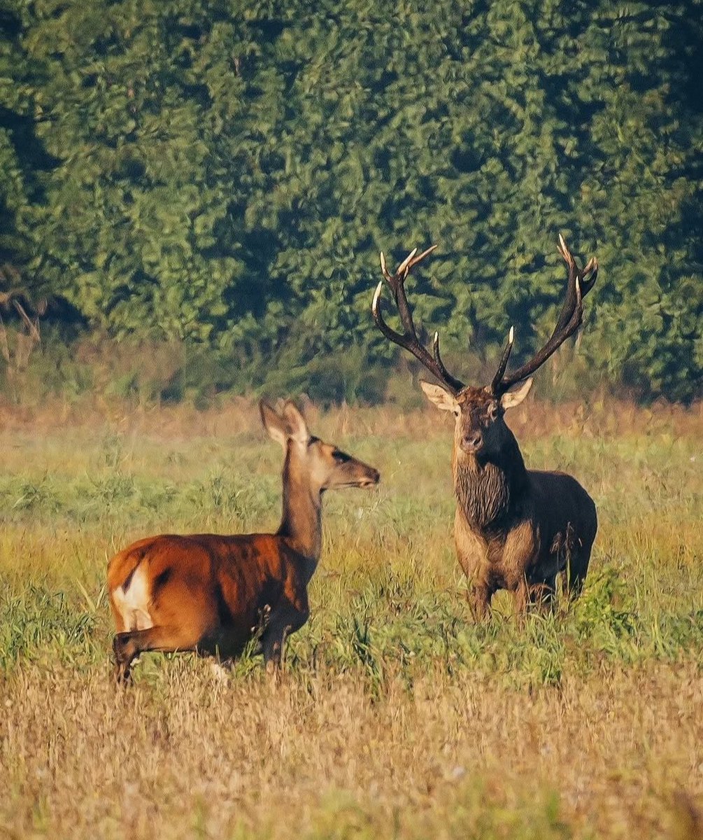 MirkoVasi2's tweet photo. Happy Monday 🫎🦌❤️🌞☕ https://t.co/Ex8slNChv3
