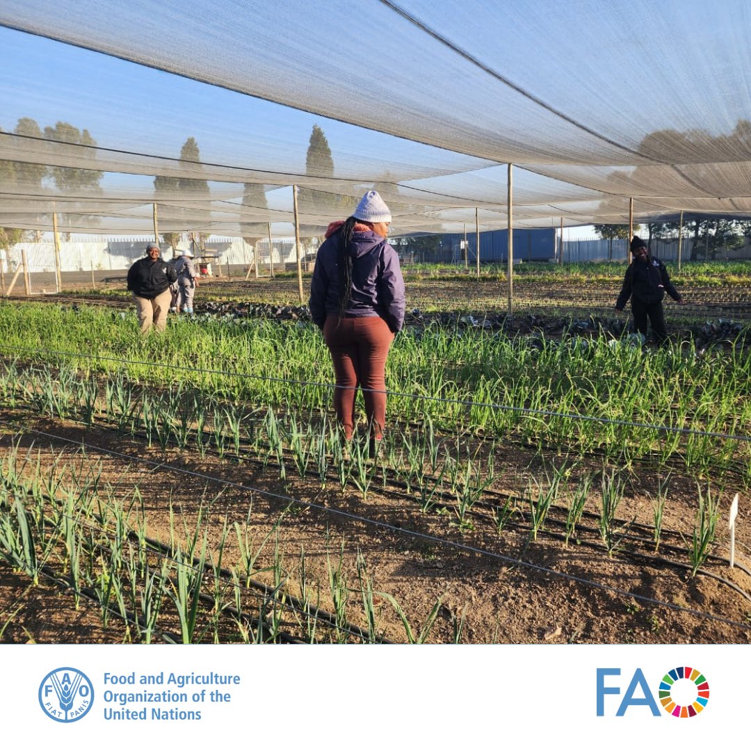 faosfsafrica's tweet photo. Investing in innovative agriculture tech and private sector solutions is key to breaking the cycle of low productivity in smallholder farming🌱

@FAO &amp; partners visited Afrika Tikkun Farm to explore scalable climate-resilient solutions in water and agricultural systems

#Water 💧 https://t.co/FhqN0LwR6m