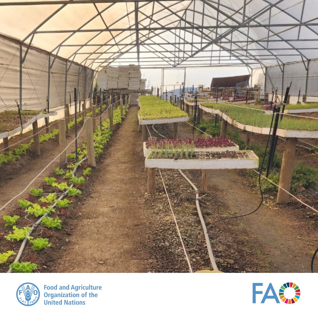 FAO Subregional Office for Southern Africa (@faosfsafrica) on Twitter photo Investing in innovative agriculture tech and private sector solutions is key to breaking the cycle of low productivity in smallholder farmingπ±
<a href="/FAO/">Food and Agriculture Organization</a> & partners visited Afrika Tikkun Farm to explore scalable climate-resilient solutions in water and agricultural systems
#Water π§ Investing in innovative agriculture tech and private sector solutions is key to breaking the cycle of low productivity in smallholder farmingπ±
<a href="/FAO/">Food and Agriculture Organization</a> & partners visited Afrika Tikkun Farm to explore scalable climate-resilient solutions in water and agricultural systems
#Water π§
