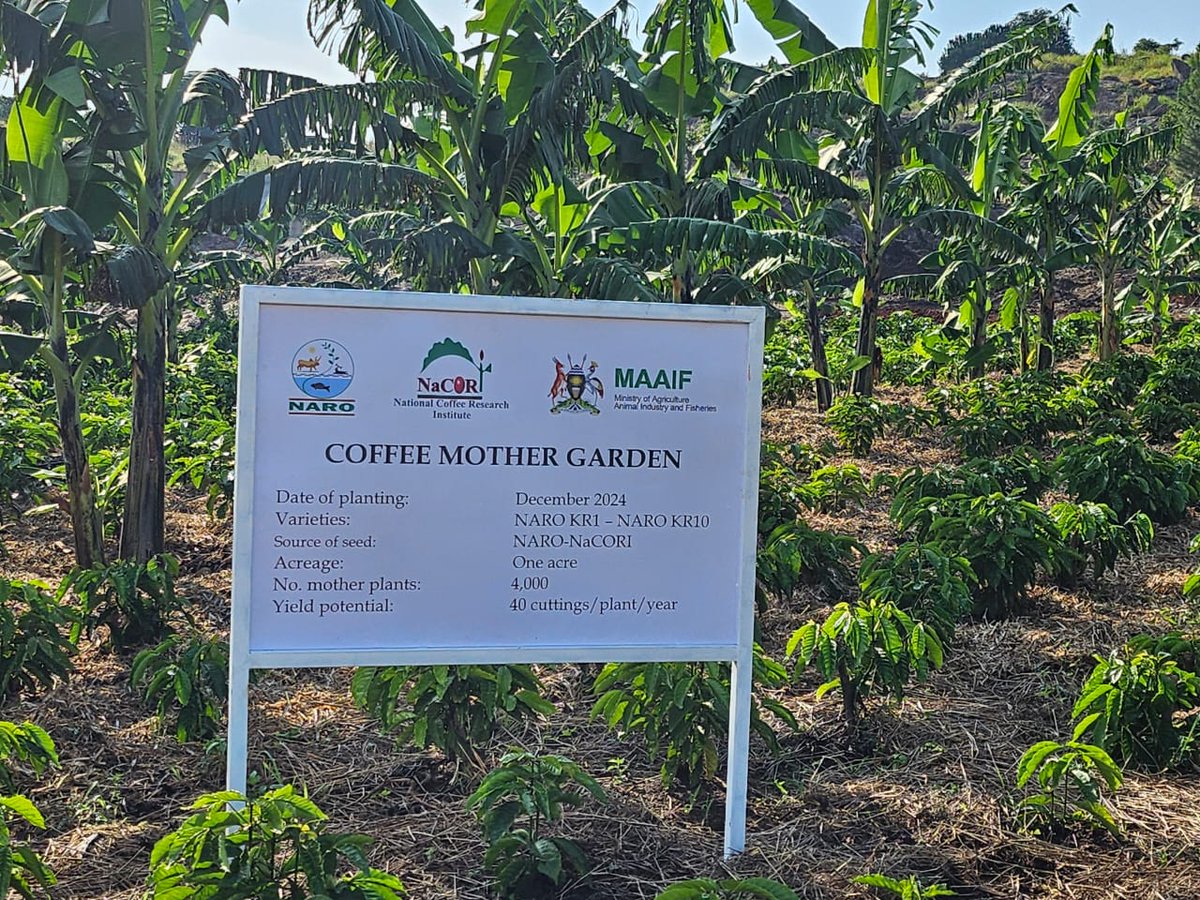 BUNYORO FARMERS 2 GET QUALITY COFFEE SEED: Following the launch of Kakumiro Model Farm by President Yoweri Museveni, farmers have timely access to <a href="/narouganda/">NARO Uganda</a> quality KR Robusta coffee varieties. The farm has capacity to multiply 200,000 clonal plantlets annually. Courtesy photos