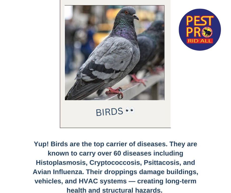 hwdbiederman's tweet image. “Pesky pigeons causing trouble at your Broward County condo or Orlando shopping center? Pest Pro Rid All offers humane, effective pigeon control solutions. Contact us at mypestpro.com! #PigeonControl #BrowardBusiness #OrlandoProperty”