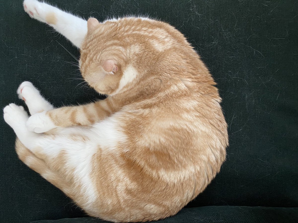 peaceful🐾

おもちみたいな手。
猫ってなんでこんなにいい匂いなんやろう。