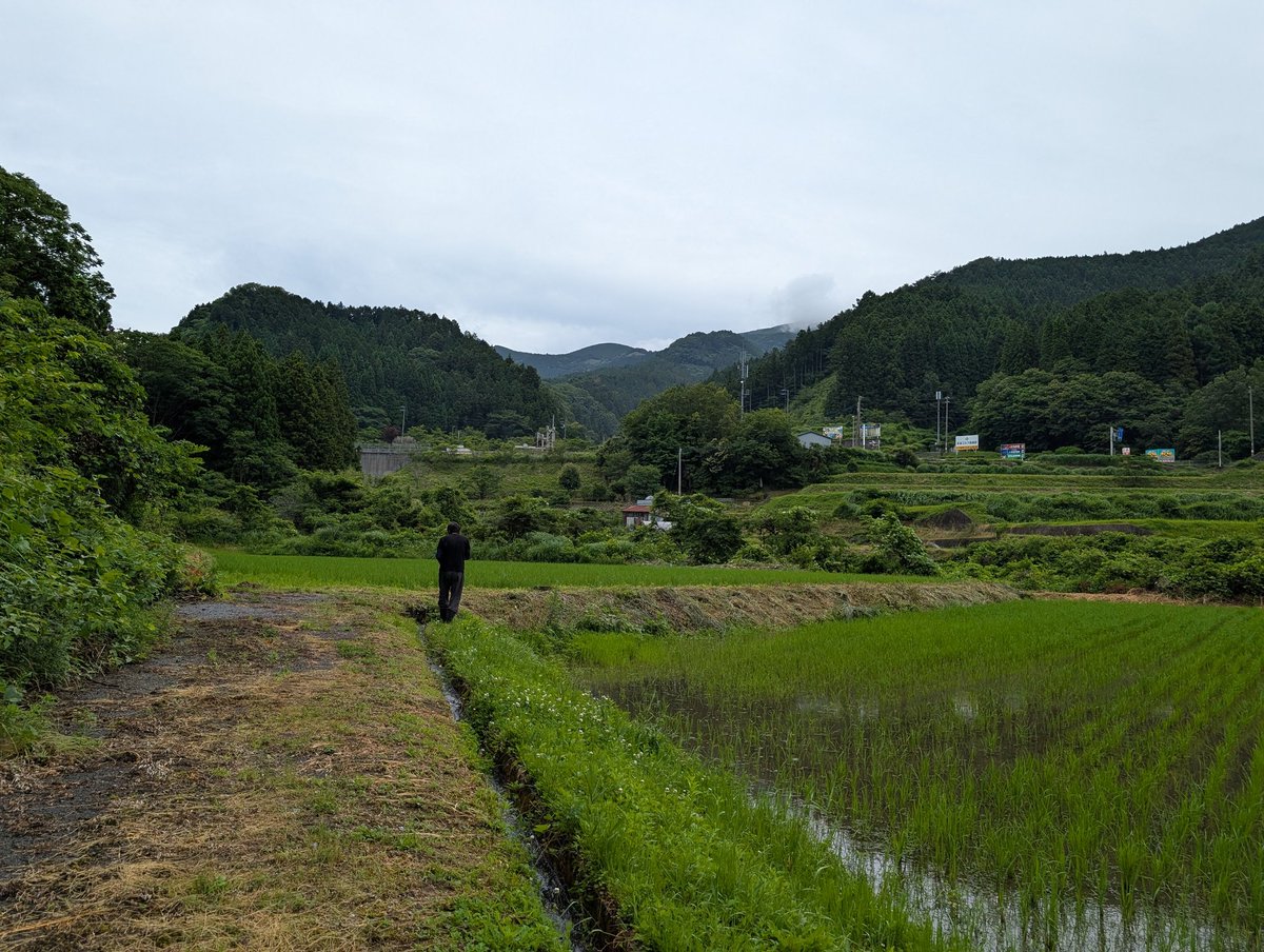 雨が上がった隙に田んぼパトロール
稲は順調に育っているようだけど、2枚目の田んぼの隅っこあたりに猪チェックの跡が😱早くも来やがった😡
今年はあれこれ対策計画練り込み中👍
でも、お金も時間も体力もかなり使うんだよなー😅🌀