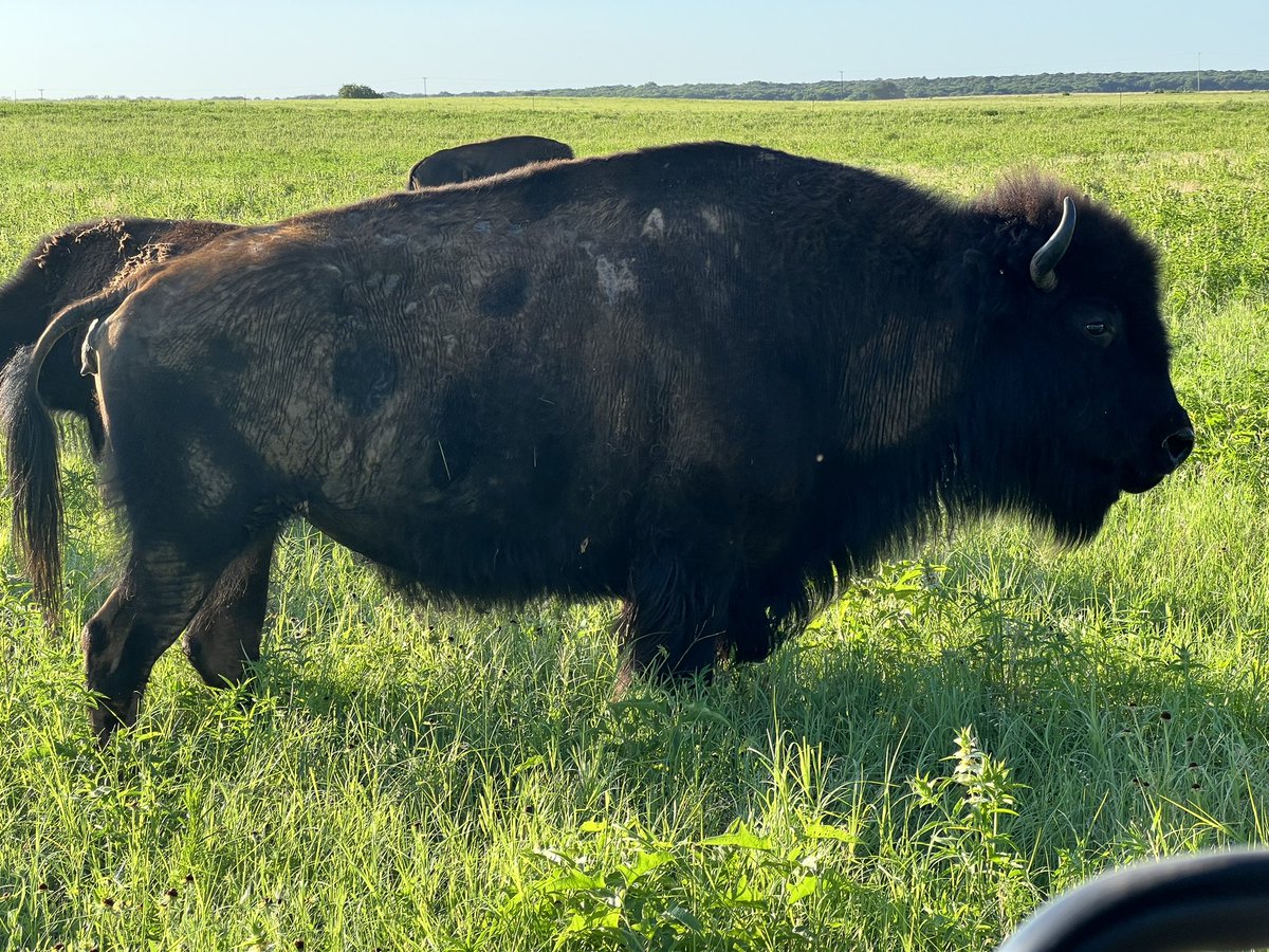 CindyCSheffield's tweet photo. Anyone else spend their Sunday evenings taking pictures of their female Bison rear ends? My husband says I’m not right, as in the head, but this is how I know who to keep an eye out for calving soon or not. #BisonRedDogs #RegenerativeRanching #USAProduced #BuyLocal #FamilyFarm @Cindy_TLC_Ranch #OrganicPecans @dustinkittle @BuffaloRon @_Regenaissance @Cindy_TLC_Ranch