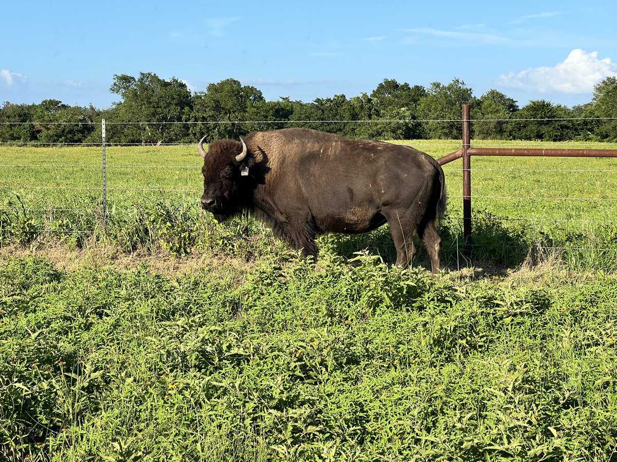 CindyCSheffield's tweet photo. Anyone else spend their Sunday evenings taking pictures of their female Bison rear ends? My husband says I’m not right, as in the head, but this is how I know who to keep an eye out for calving soon or not. #BisonRedDogs #RegenerativeRanching #USAProduced #BuyLocal #FamilyFarm @Cindy_TLC_Ranch #OrganicPecans @dustinkittle @BuffaloRon @_Regenaissance @Cindy_TLC_Ranch