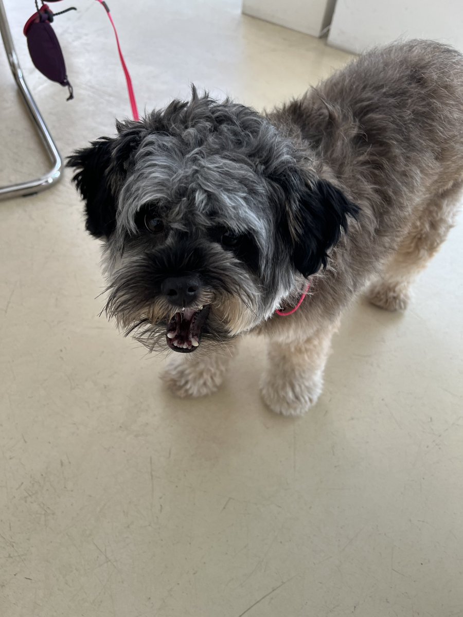 가좍들아 ㅋ1번사진 까만거 ㅋ
ㅋ이게뭔줄 알아?
ㅋㅋㅋㅋㅋㅋㅋㅋㅋㅋ
ㅋㅋㅋㅋ글씨가 다가와
일어서서 나에게 얼굴을 박은거임
넘 구엽지 

<a href="/ring_ah_dae/">링고 아니 대박이 그리고 글씨와 사비</a>