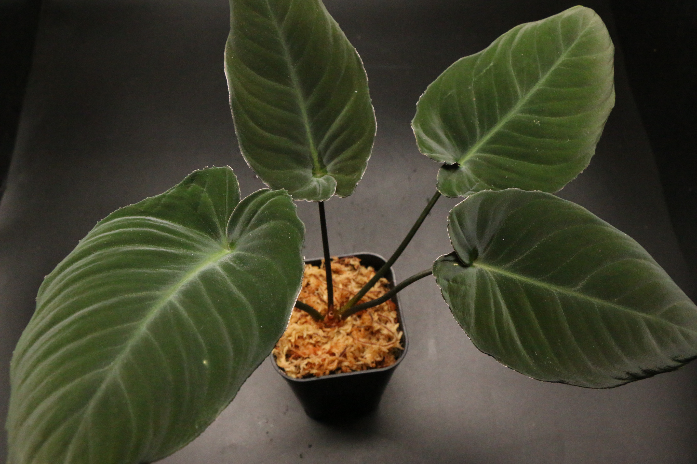 ①増殖株 homalomena sp.黒兎 ホマロメナ 【公式通販】