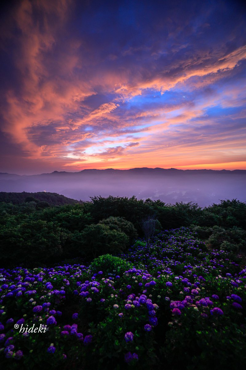 HideKi90kim's tweet image. 撮影日時2025-06-23   AM4:00
秩父美の山公園の紫陽花
朝焼けとアジサイ
canonEOS R5MarkII RF15-35mmf2.8L IS USM  
f2.8  1/2  15mm  ISO640  ハーフNDフィルター