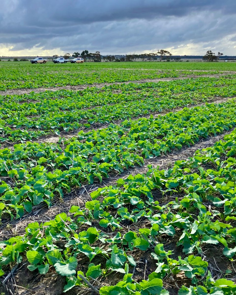 🌱June 4, the Nufarm Seeds team visited the TruFlex canola trial at the National Variety Trial site in #Kellerberrin, WA, to assess crop development and performance under local conditions.
They were joined by Michael Cole from Farmways Kellerberrin.
<a href="/theGRDC/">GRDC</a> #Canola25 #AusAg