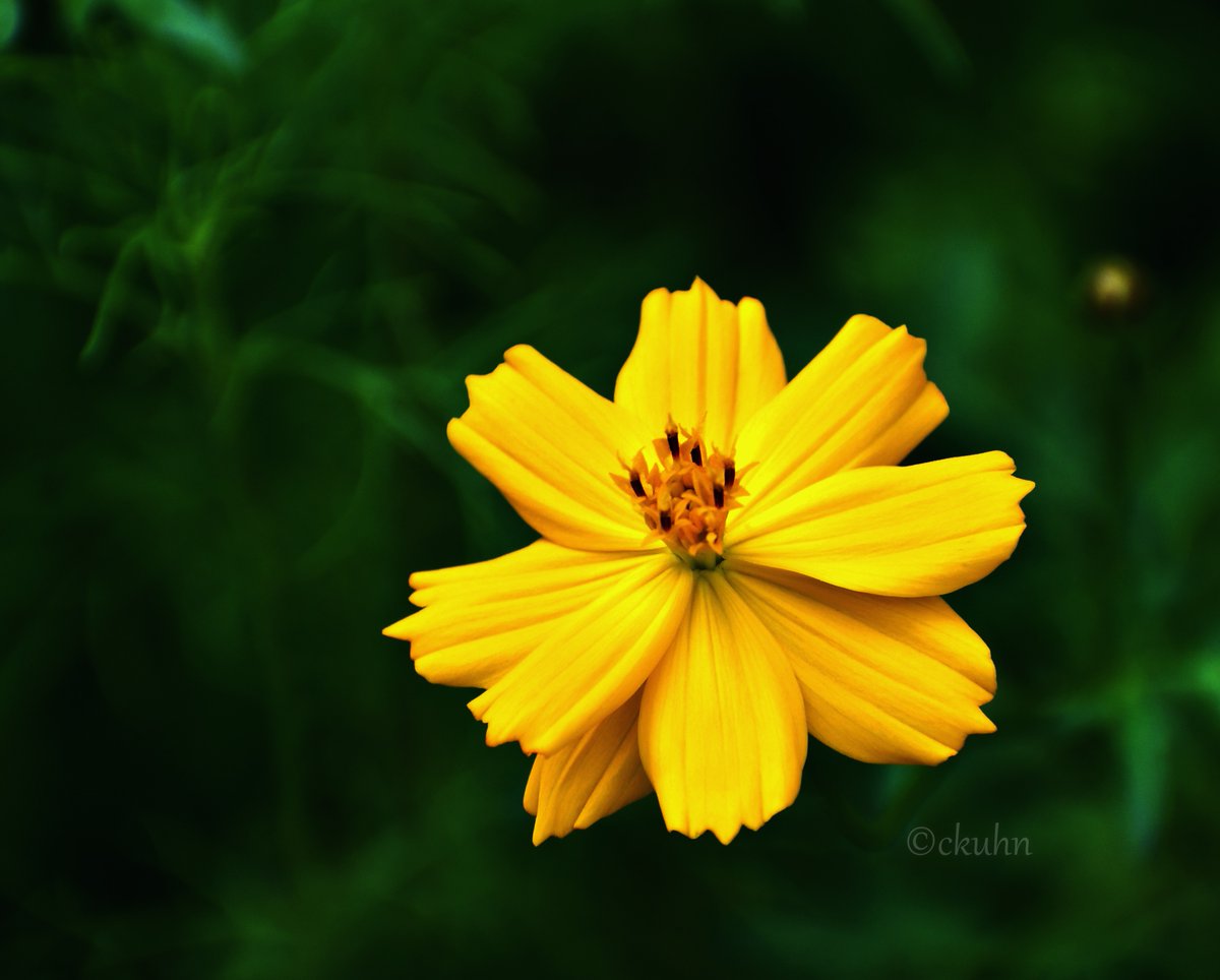 catjkuhn's tweet photo. Happy Sunday! Hope your weekend's been great. 🌼🫶 #AlphabetChallenge #WeekYforYellow #SundayYellow #FlowerPhotography #Flowers #NaturePhotography #CosmosChallenge2025 https://t.co/wabdDSUdzw