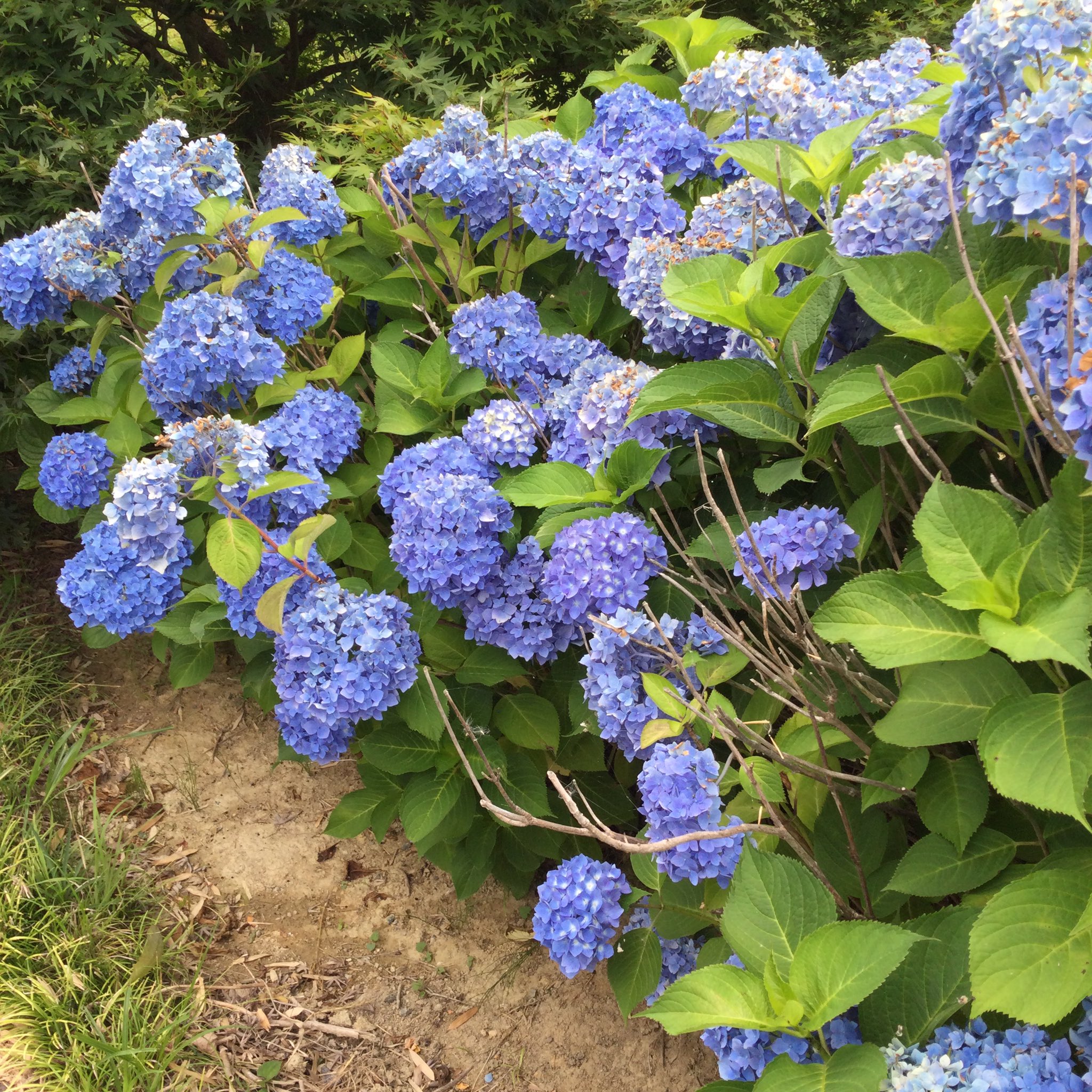 梅雨♪仲良しカタツムリさん☆紫陽花 6月紫陽花に潜む危険】ペット、人も注意！梅雨の風物詩