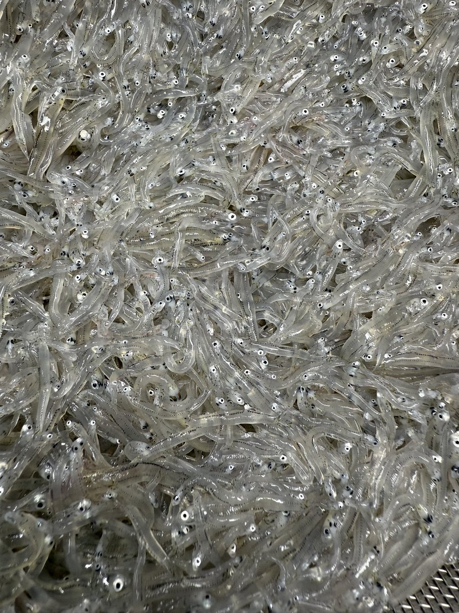 こんにちは🌤️

朝獲れ生しらす
入荷しました✨
ランチ限定❣️

本日のランチは…
しらすの天ぷらかアジフライ とお刺身が選べる丼ぶりランチ💖

平目
ワラサ
マグロ
生しらす
釜揚げしらす

ご来店お待ちしてます💖

#湘南
#江の島
#ゑじま
#小出農場
#新潟コシヒカリ
#生しらす情報