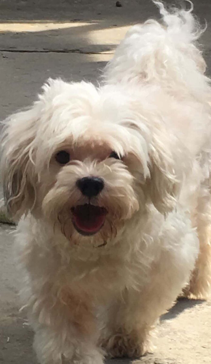 AlertaMePerdi's tweet photo. #PERDIDO #GUAYAQUIL
Nombre: #BOLITA
Fecha: 22/06/25
Sector: Sur, 34ava. y Cuenca
Sexo: Macho
Raza: Shih Tzu
Obsv.: Tiene una mancha café en su espalda
Contacto: 0960544176
¡Ayúdalo a volver con su familia!
#AlertaMePerdí https://t.co/Z1wwoEidOm