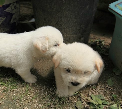 แฮปปี้เบิ้ดเดย์นะคะ มายพิกกี้บุบุของพี่ รักและคิดถึงเสมอ