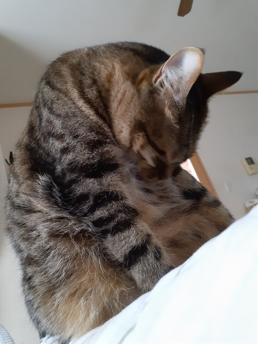 雷にびびってうろうろしてたちまこ(笑)
やれやれて聞こえるw