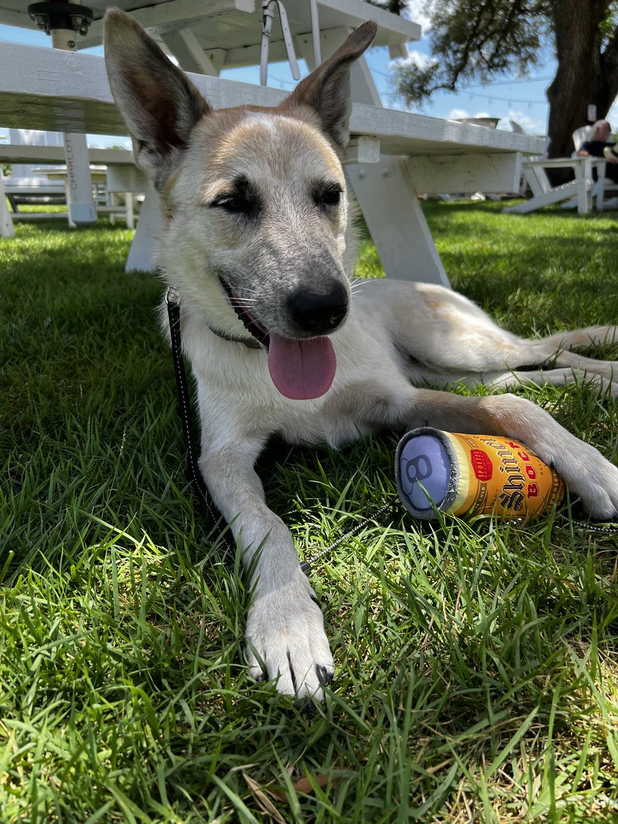 BrosBeerGuide's tweet image. Made it to @ShinerBeer today for the first time ever !  Iconic brewery and what a great day.  Nothings finer than a Shiner !  #shiner #beer #beers #Texas