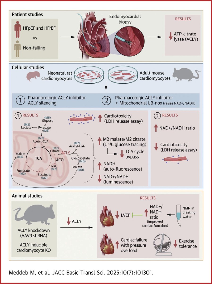 Navid Koleini, MD, Ph.D (@navidkoleini) on Twitter photo Check out our latest publication: ACLY offloads excess mitochondrial NADH. ACLY-KO results in reductive stress and cardiac damage.
<a href="/MariamMeddeb_MD/">Mariam Meddeb</a> <a href="/m_keykhaei/">Mohammad Keykhaei, MD, MPH</a> <a href="/KSharmaMD/">Kavita Sharma</a> <a href="/VirginiaSHahnMD/">Virginia Shalkey Hahn, MD</a> <a href="/hopkinsheart/">Johns Hopkins Cardiology</a> <a href="/HopkinsMedicine/">Johns Hopkins Medicine</a>
jacc.org/doi/10.1016/j.… Check out our latest publication: ACLY offloads excess mitochondrial NADH. ACLY-KO results in reductive stress and cardiac damage.
<a href="/MariamMeddeb_MD/">Mariam Meddeb</a> <a href="/m_keykhaei/">Mohammad Keykhaei, MD, MPH</a> <a href="/KSharmaMD/">Kavita Sharma</a> <a href="/VirginiaSHahnMD/">Virginia Shalkey Hahn, MD</a> <a href="/hopkinsheart/">Johns Hopkins Cardiology</a> <a href="/HopkinsMedicine/">Johns Hopkins Medicine</a>
jacc.org/doi/10.1016/j.…