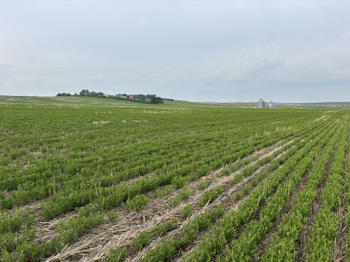 Large green lentils just starting to flower, seeded on durum stubble. Nice seeing lentils between rows of tall durum.
