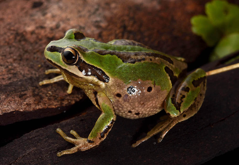 FrogIDAus's tweet image. Calling now is the Whistling Tree Frog (Litoria verreauxii). This species is found in southeast QLD, along the coast and ranges of NSW, the ACT and the eastern half of VIC. Listen to their call on the #FrogID app and do record if you hear it!