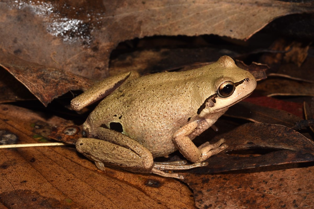 FrogIDAus's tweet image. Calling now is the Whistling Tree Frog (Litoria verreauxii). This species is found in southeast QLD, along the coast and ranges of NSW, the ACT and the eastern half of VIC. Listen to their call on the #FrogID app and do record if you hear it!