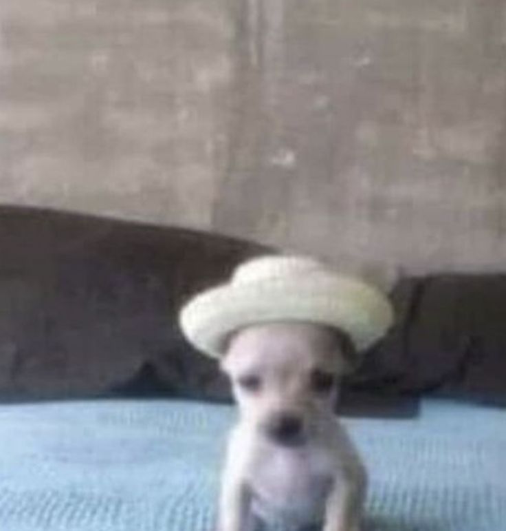 out of context dogs (@contextdogs) on Twitter photo 