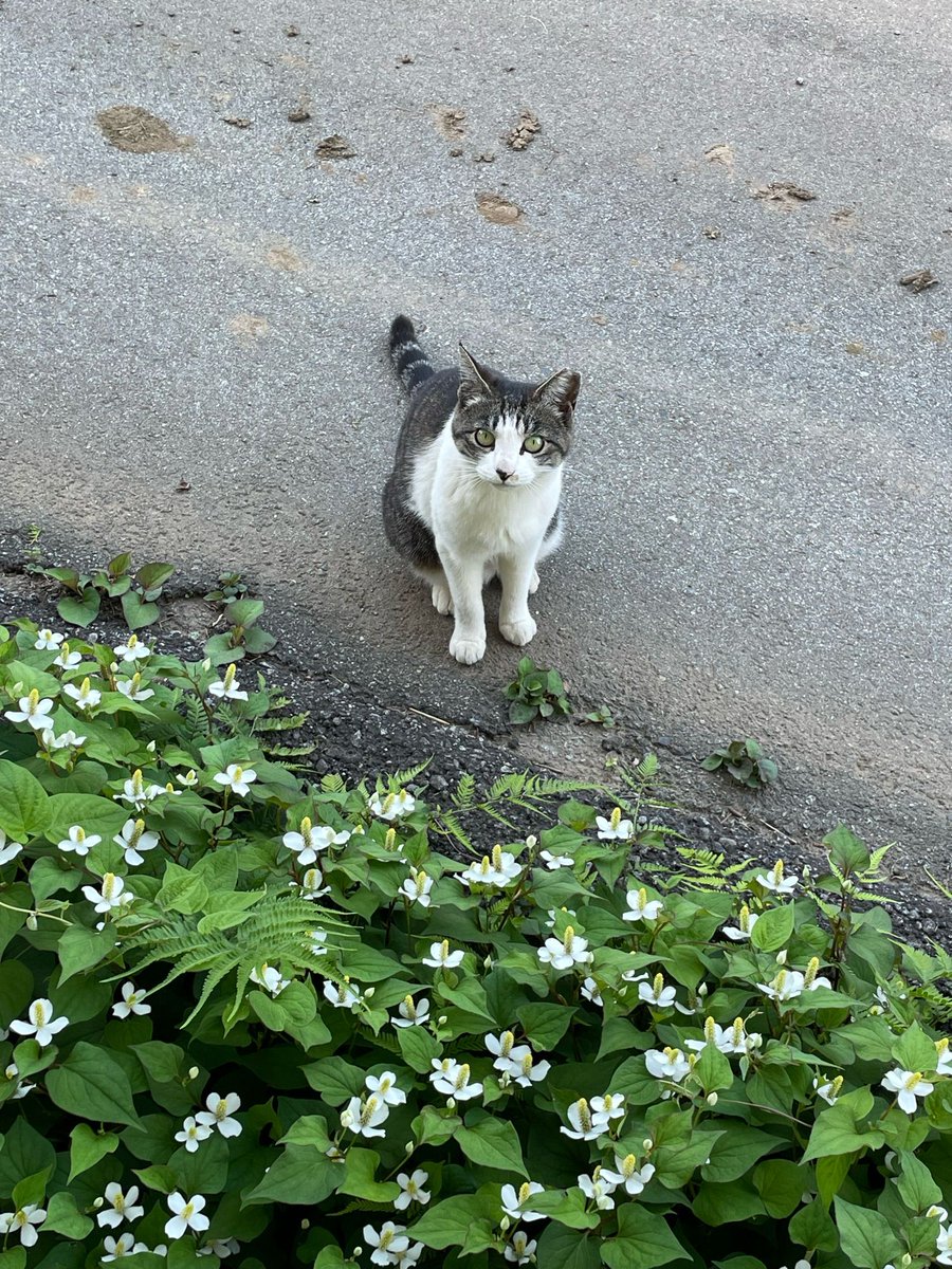姉の家の近所はぶどう畑の隅や石垣に花を植えている家が多くてこの季節、どこに行っても花を見かける。
農作業しながらの癒しにもなるし、とてもよい♡
4枚目は窓から見えるドクダミ&amp;お外パトロールから帰ってきたら内猫ちゃんだけどw