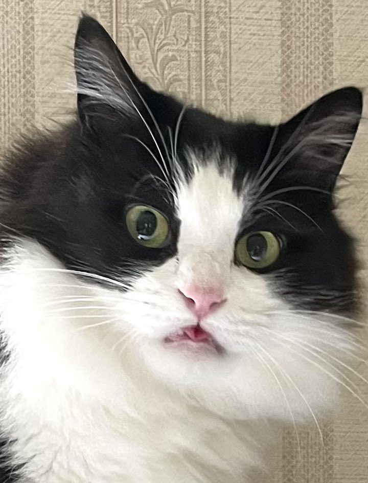 ankomozu1's tweet image. 顔よ😂