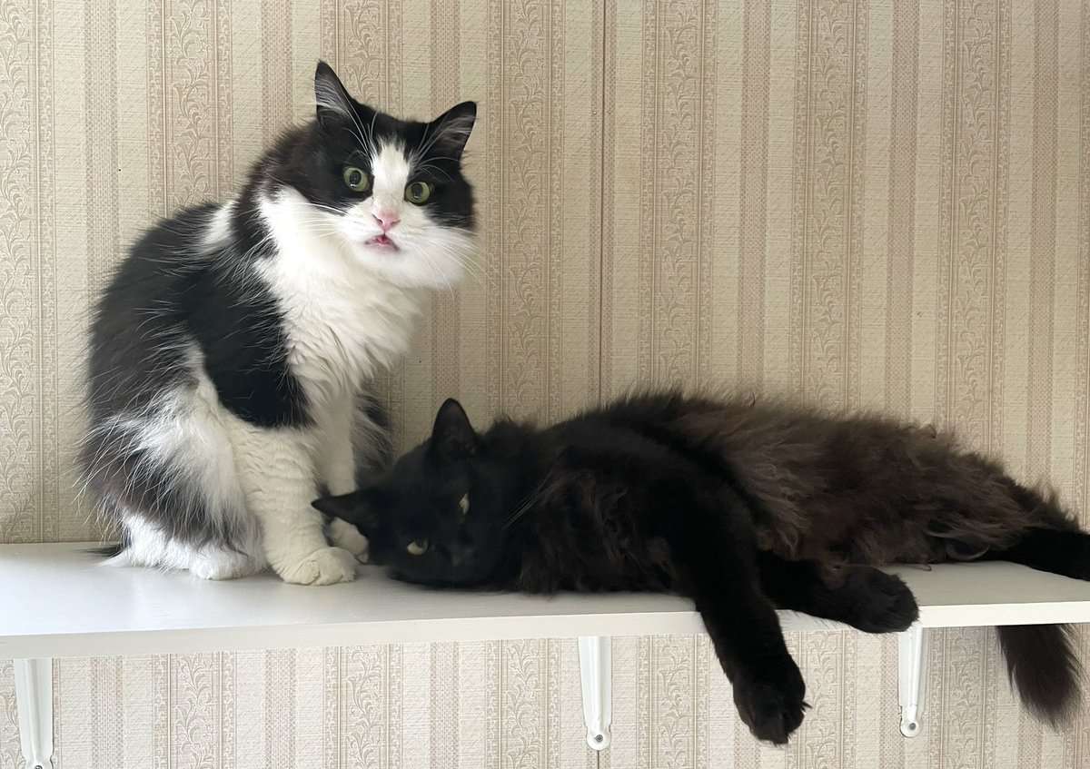 ankomozu1's tweet image. 顔よ😂