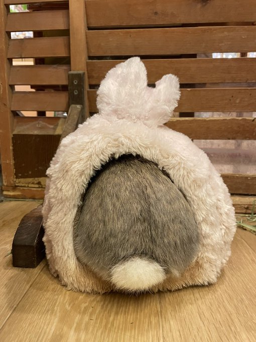 うさぎカフェ もふれる