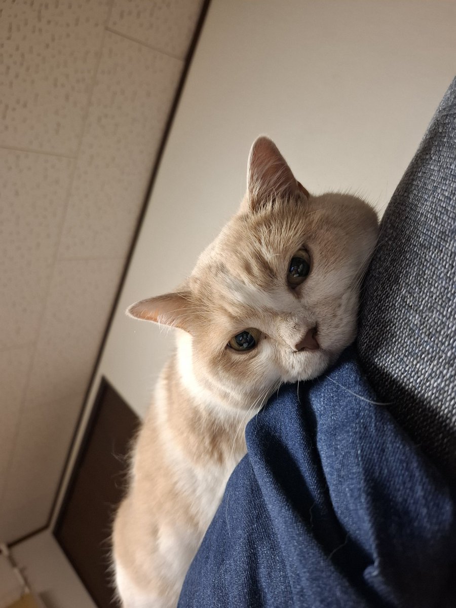 soratomodarts's tweet photo. 飼い主を見下ろす猫🐱はぁ〜、可愛い♡♡♡笑 https://t.co/ZYDO0lTQp8