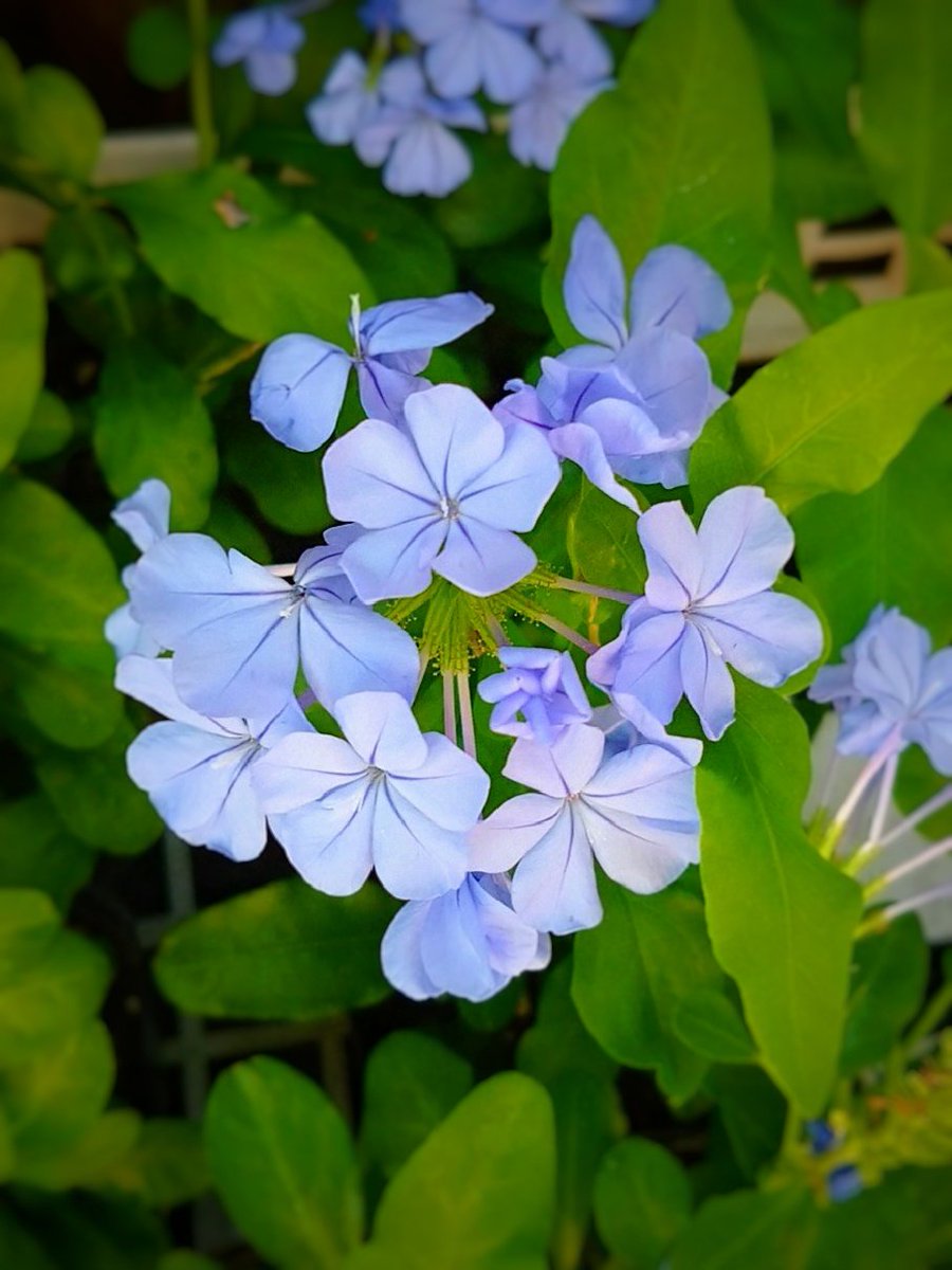 #ルリマツリ
熱帯から亜熱帯地域に自生するイソマツ科の低木で、特に南アフリカ原産の植物。
#TLを花でいっぱいにしよう  #flower
学名: Plumbago auriculata

別名: ブルージャスミン、ケーププラムバゴ