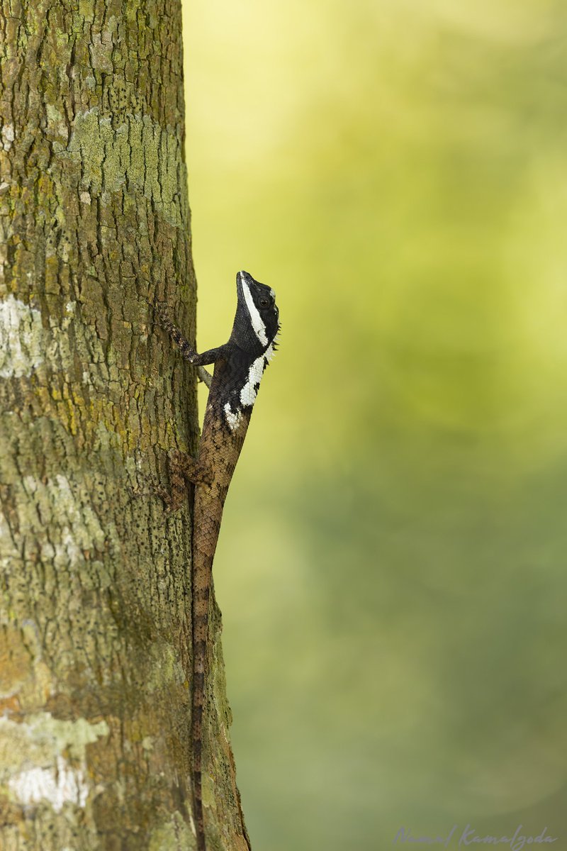 Namalkamalgoda's tweet image. Painted Lipped Lizard is a endemic forest dwelling species. 

#srilanka #wilpattu #lizardofinstagram #canonwildlife #bbcwildlife #planetearth #natgeowild #WildlifePhotography #nature #safari #wild #reptilesofsrilanka