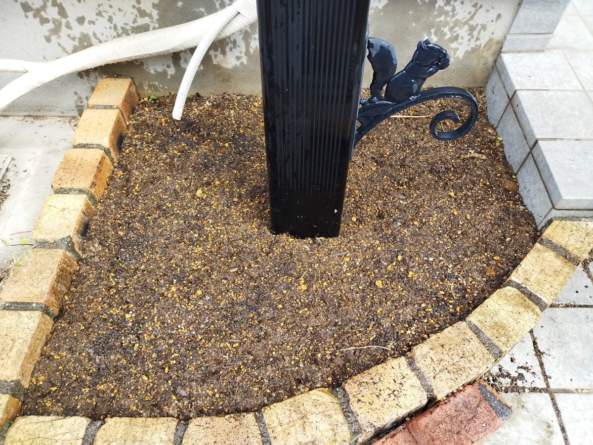 今年もひまわりの種を撒きました🌻
ちゃんと芽が出て育ってくれるといいな〜
ちなみに花が咲いた後、収穫した種は福島へ贈ります。
#福島ひまわり里親プロジェクト