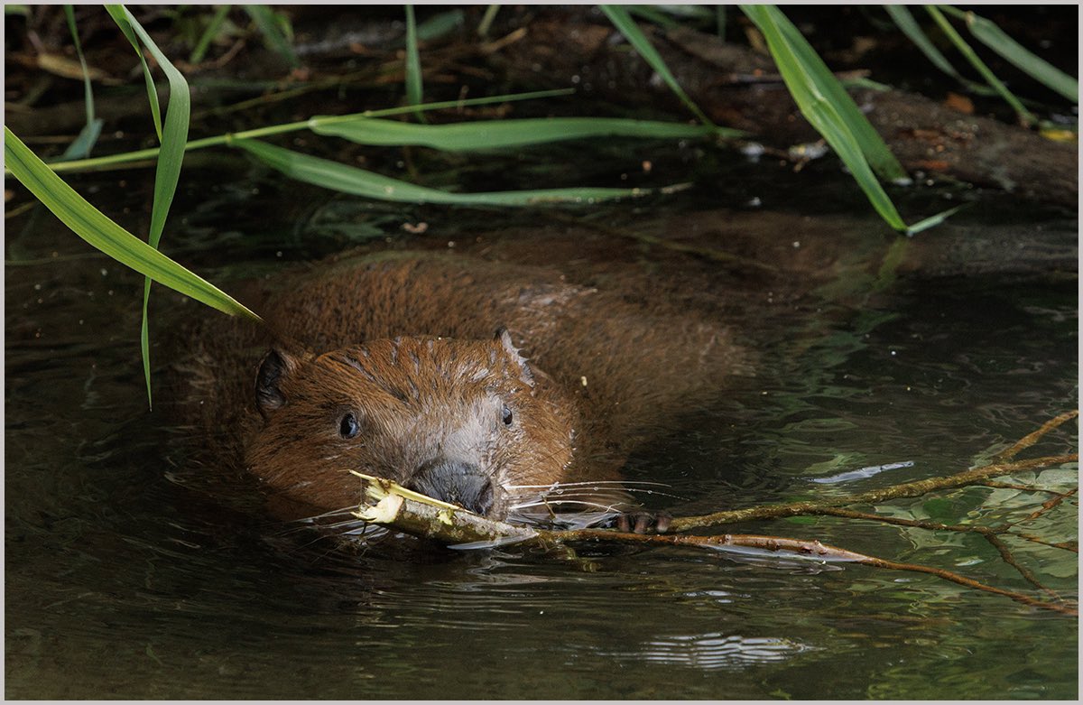 RoryTrappe's tweet image. Beaver in Wales. Managed to see one yesterday
