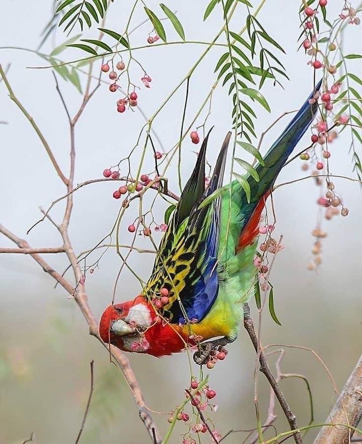 lhkjade921's tweet image. Rainbow Lorikeet, a vibrantly colored parrot known for its playful nature and striking plumage. It's commonly found along the eastern seaboard of Australia.
#birds 🐦They're pretty charming little acrobats🤣