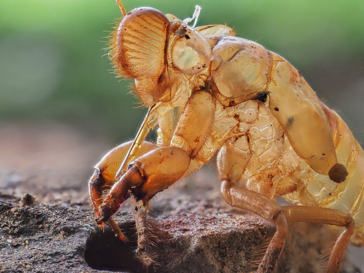 This is the husk of a cicada nymph!