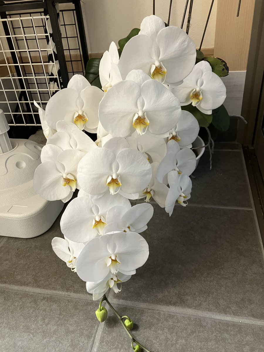 音楽教室の胡蝶蘭 こんなに咲いてます