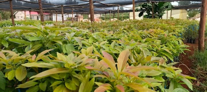 BALOZI WA ELDORET (@itsvetkoech) on Twitter photo <a href="/ItsMainaKageni/">Maina Kageni</a> <a href="/Classic105Kenya/">Classic 105 Kenya</a> Happy Happy Birthday Madam Phanice Jeruto , CEO at Dawnlimk Nurseries Eldoret. Today she celebrated another brand new year πππ.
Happy Birthday Queen ππ
#MainaAndKingangi <a href="/ItsMainaKageni/">Maina Kageni</a> <a href="/Classic105Kenya/">Classic 105 Kenya</a> Happy Happy Birthday Madam Phanice Jeruto , CEO at Dawnlimk Nurseries Eldoret. Today she celebrated another brand new year πππ.
Happy Birthday Queen ππ
#MainaAndKingangi