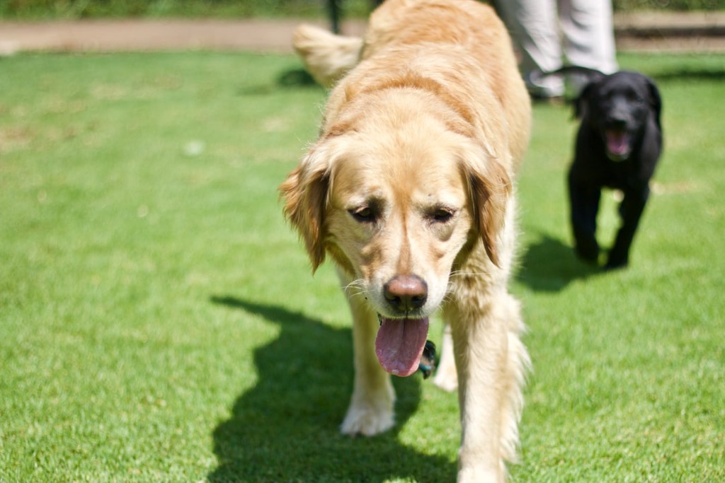 PointRobertsNow's tweet photo. As of the latest updates, here are the key requirements for bringing your dog into the United States from Canada

Read more 👉 https://t.co/NSvrptmqxI

#dogwalking #dogcrossingborder #PointRoberts https://t.co/7DL0dWx4GB